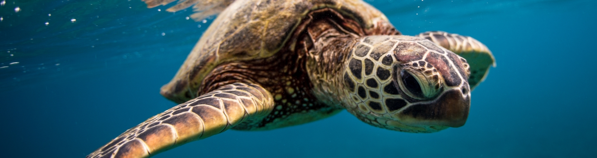 Green Sea Turtle at the Surface